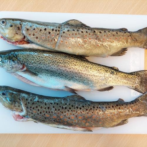 Fisch