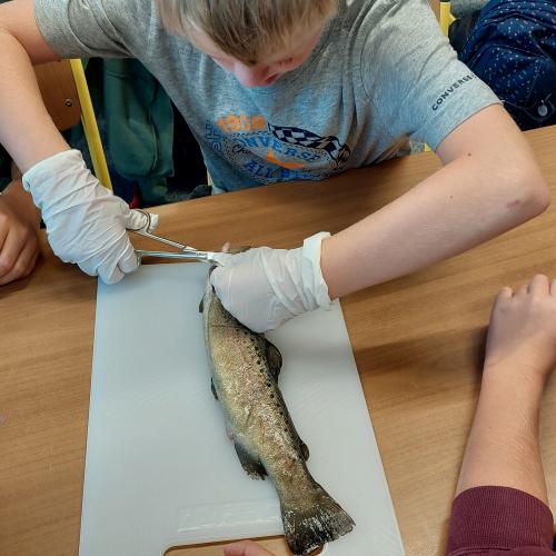 Fisch