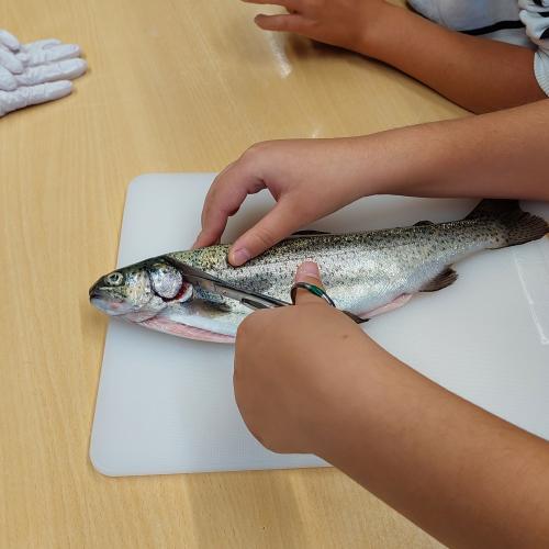 Fisch