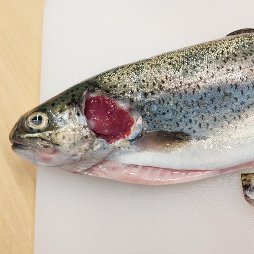 Fisch