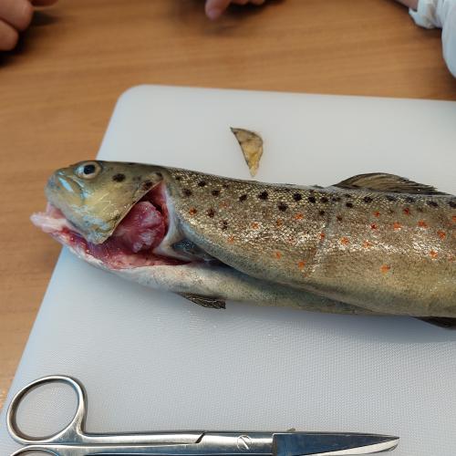 Fisch