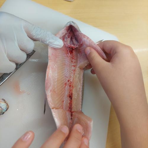 Fisch