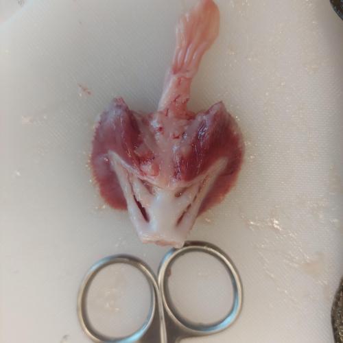Fisch