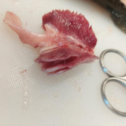 Fisch