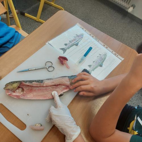Fisch