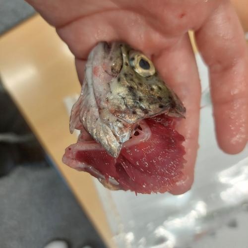 Fisch