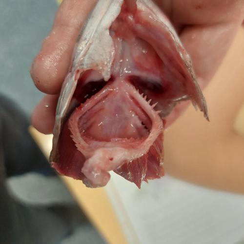 Fisch