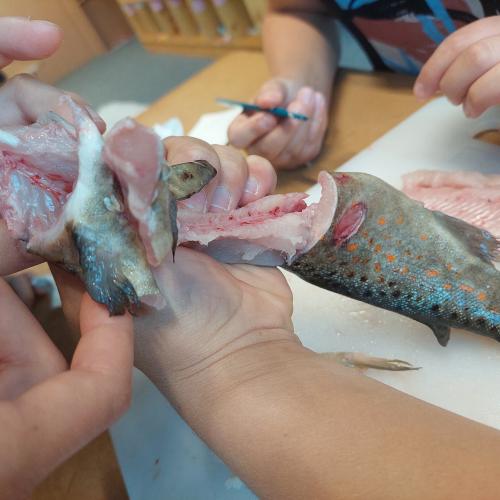 Fisch