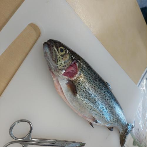 Fisch