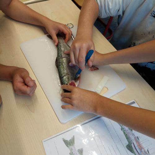Fisch