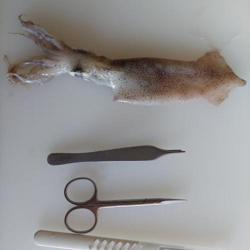 Tintenfisch 