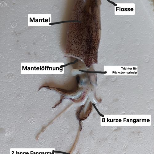 Tintenfisch 