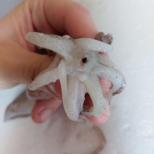 Tintenfisch 