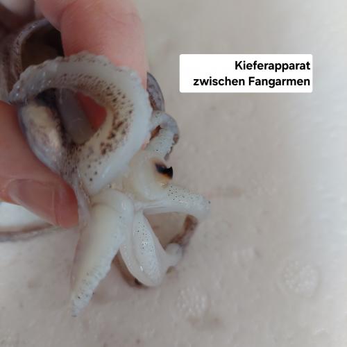 Tintenfisch 