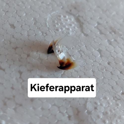 Tintenfisch 