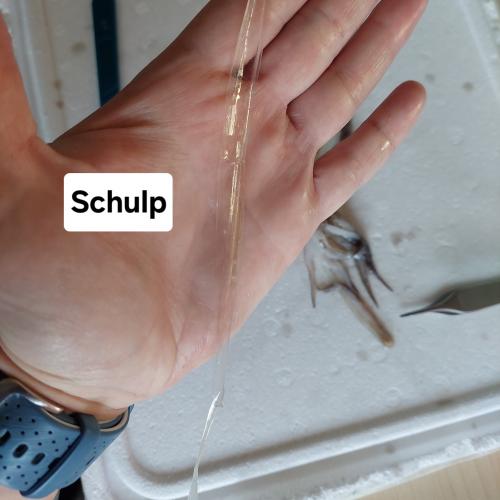 Tintenfisch 