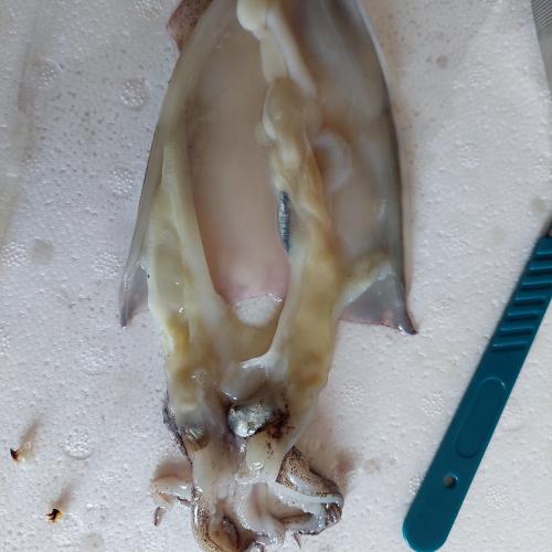 Tintenfisch 