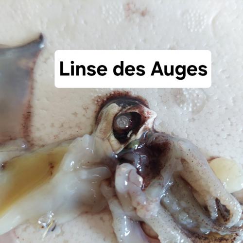 Tintenfisch 