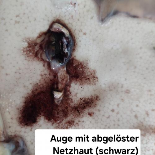 Tintenfisch 