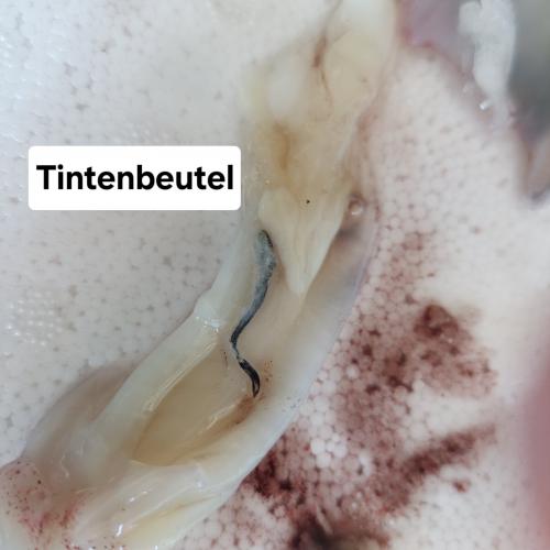 Tintenfisch 