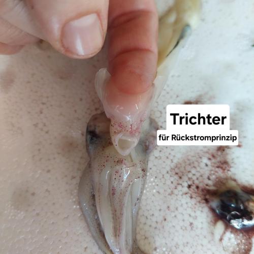 Tintenfisch 