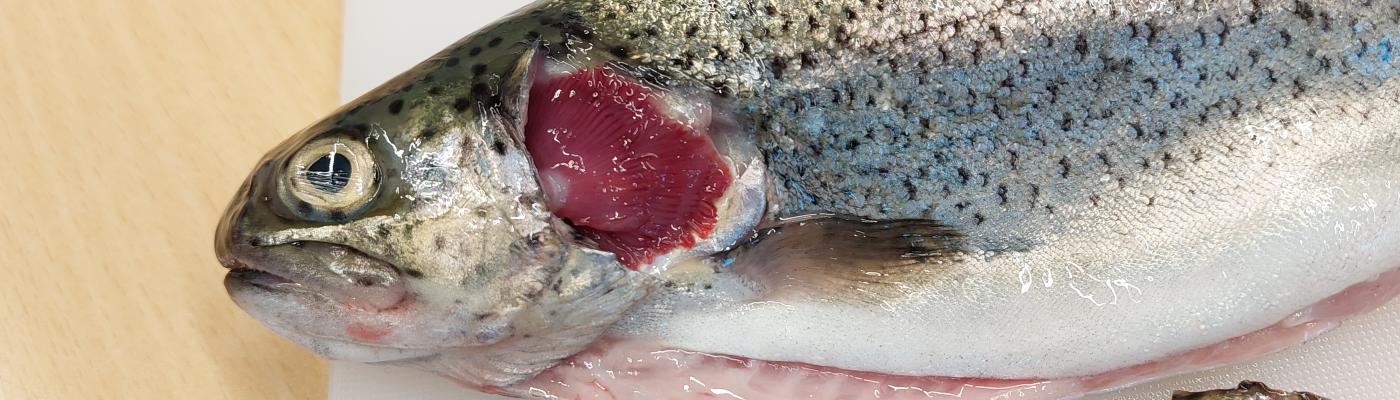 Fisch